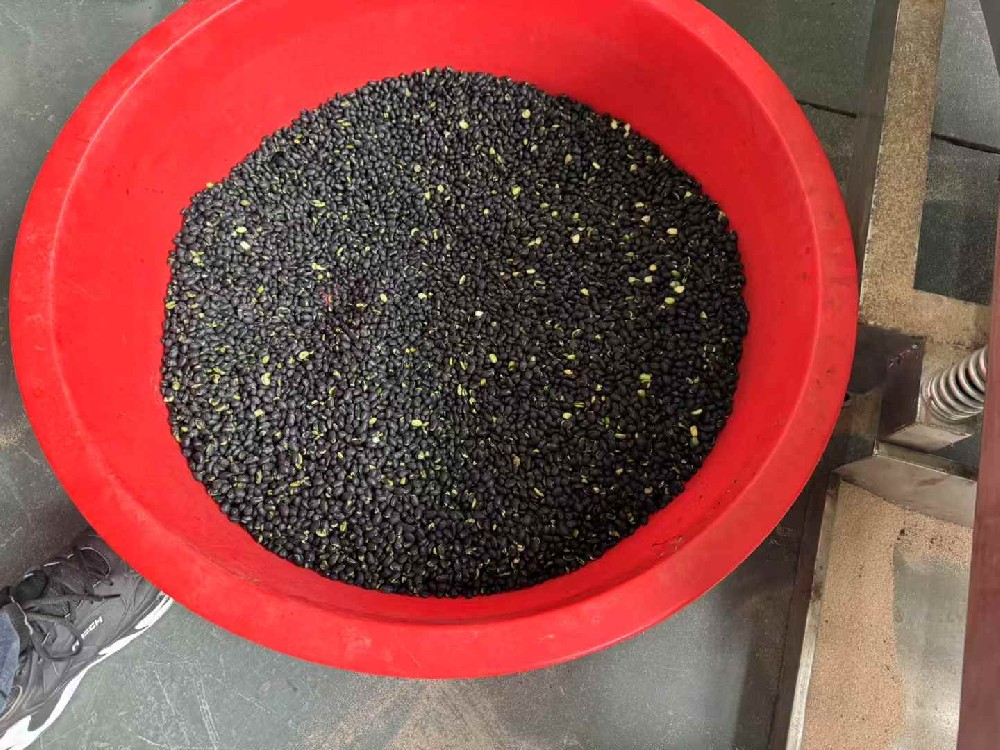 Shangqiu customer test machine roasting black beans